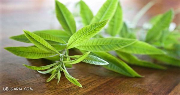 آشنایی با خواص باورنکردنی گیاه ورون