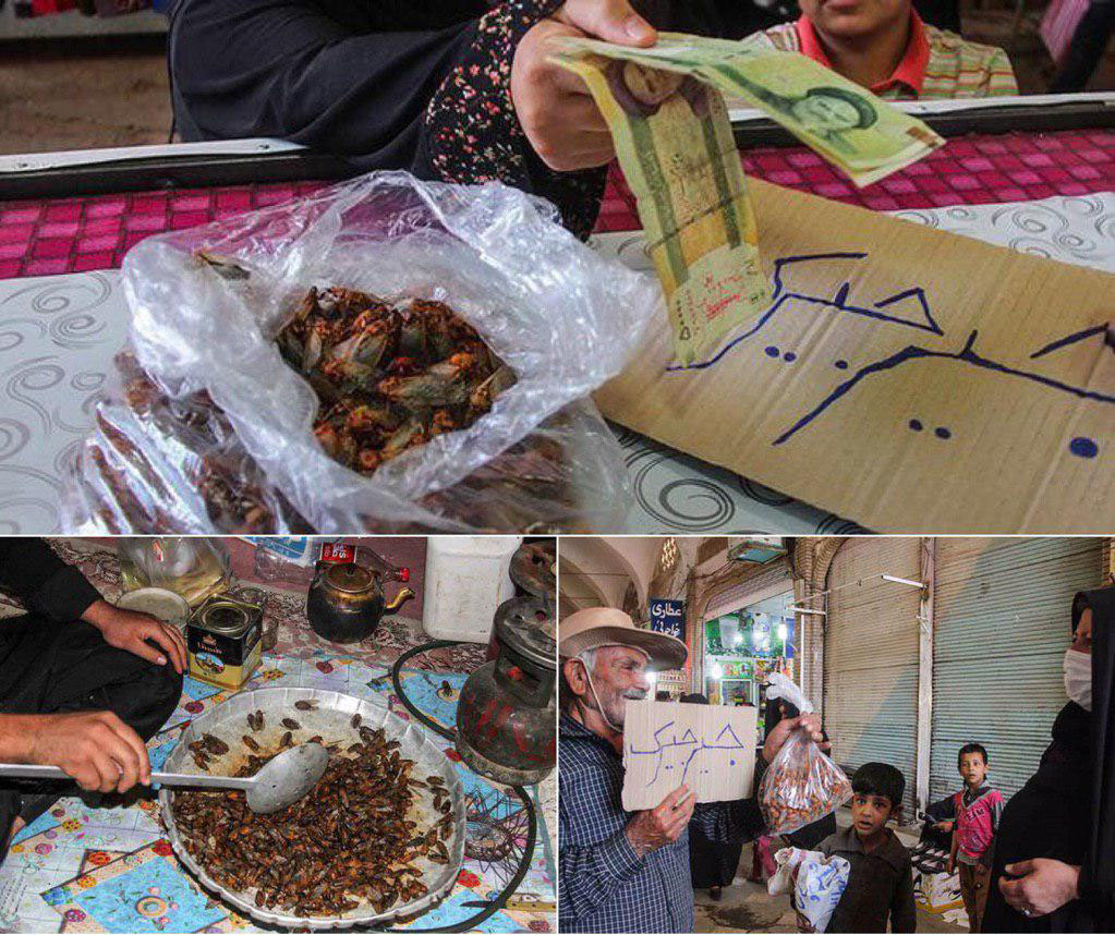 آیا ملخ خوردن در شهرهای ایران حقیقت دارد ؟ + تصاویر