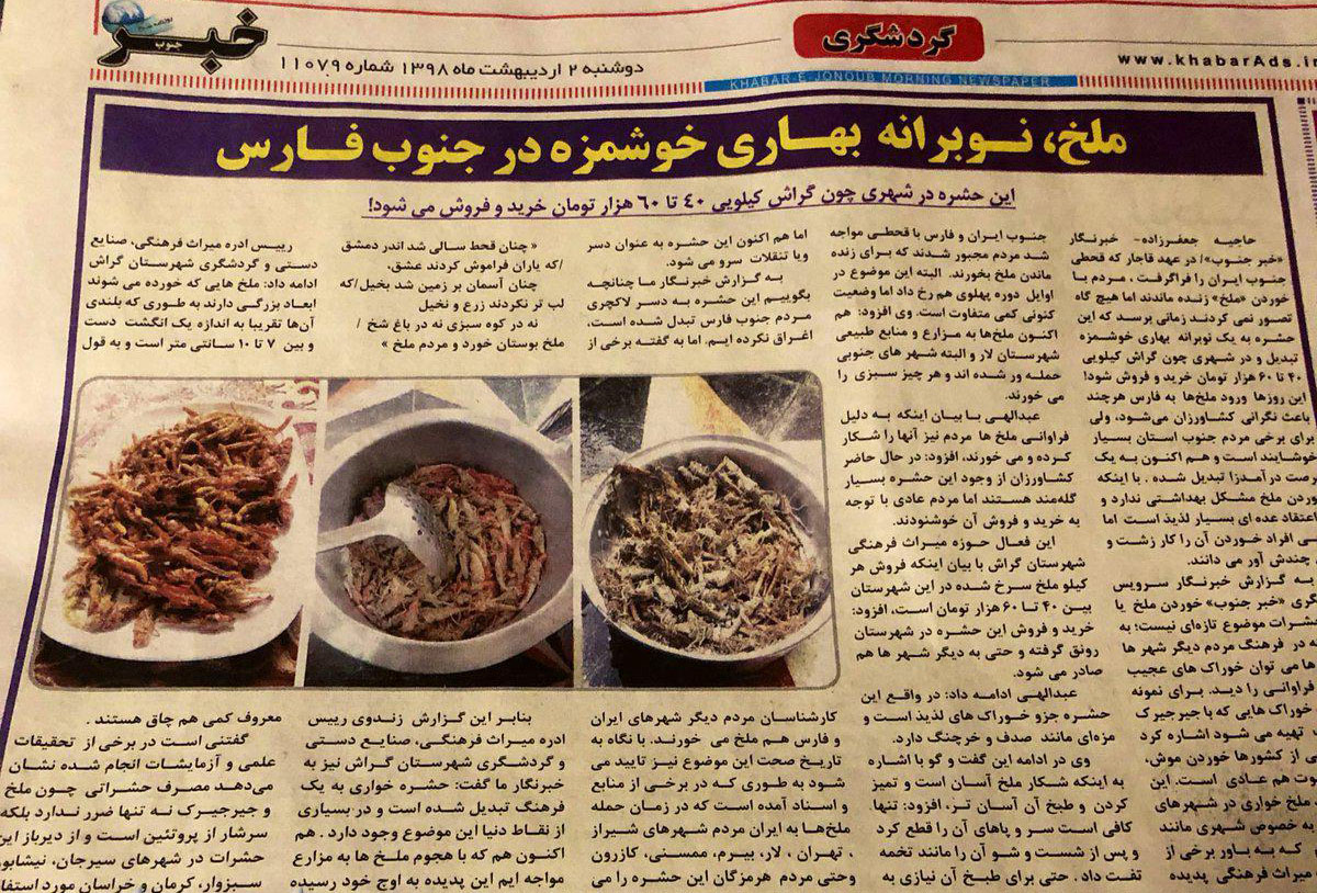 آیا ملخ خوردن در شهرهای ایران حقیقت دارد ؟ + تصاویر