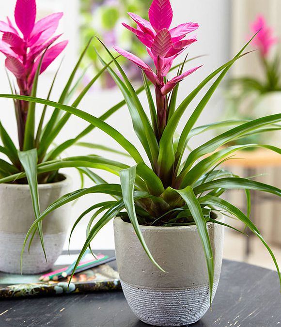 گیاهان آپارتمانی زیبا با نگهداری آسان