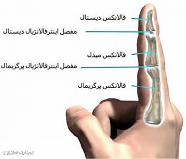 جزئیات و آناتومی مفصل های متحرک در بدن