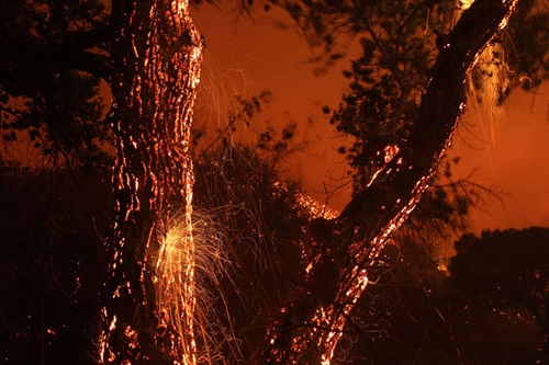 تصاویر آتش سوزی جنگل‌های کالیفرنیا