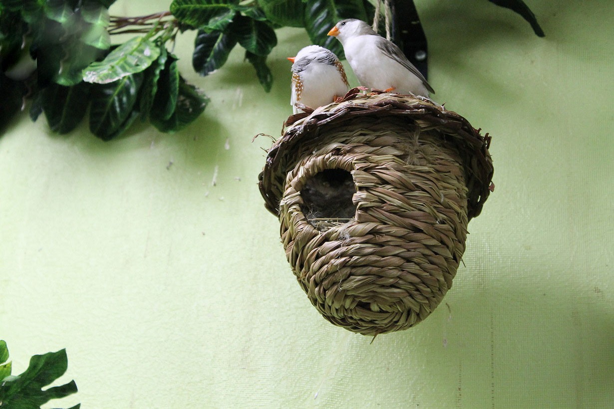 Гнезда разных птиц. Необычное гнездо. Гнездовья для птиц. Удивительные гнезда птиц. Птичье гнездо.