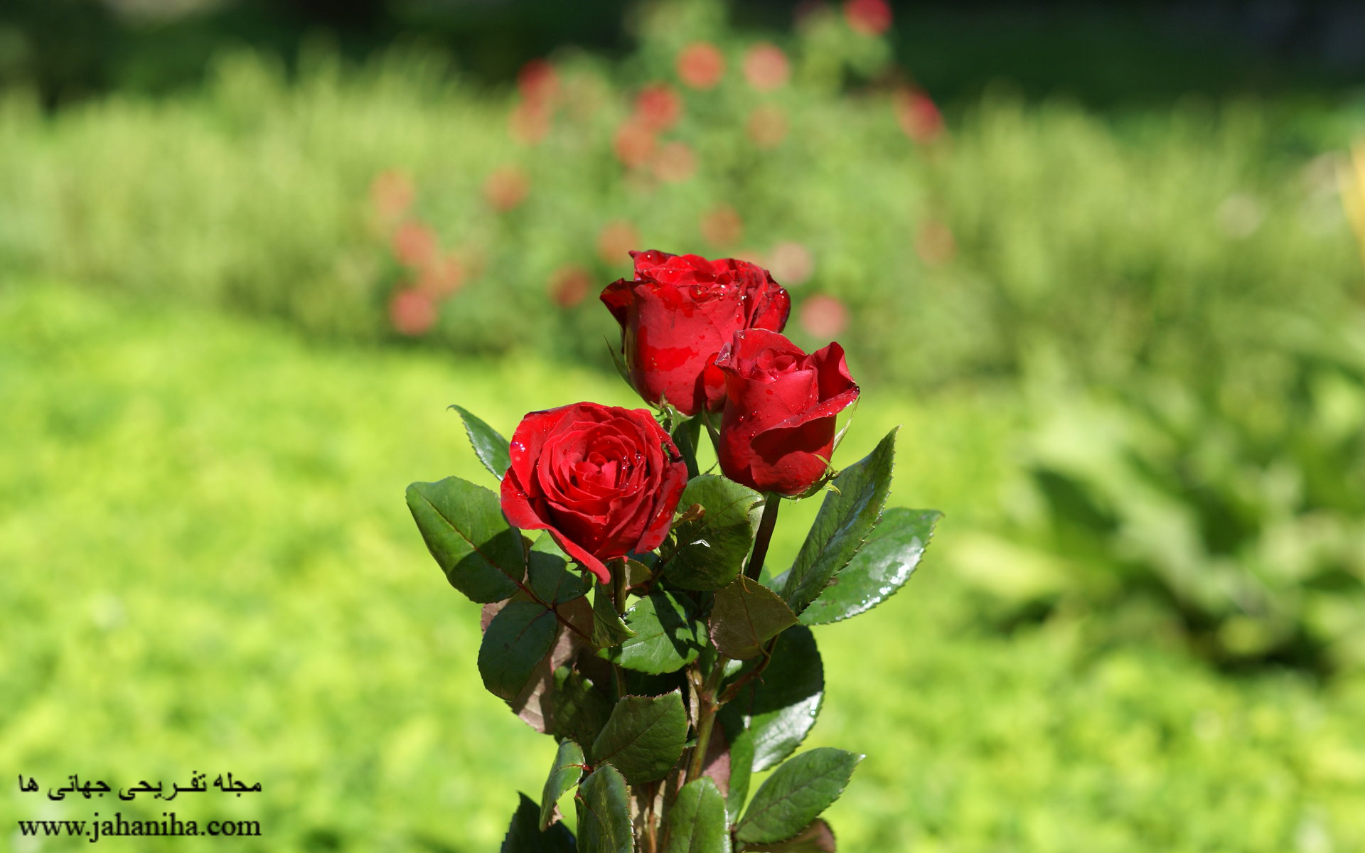 عکس های گل رز قرمز