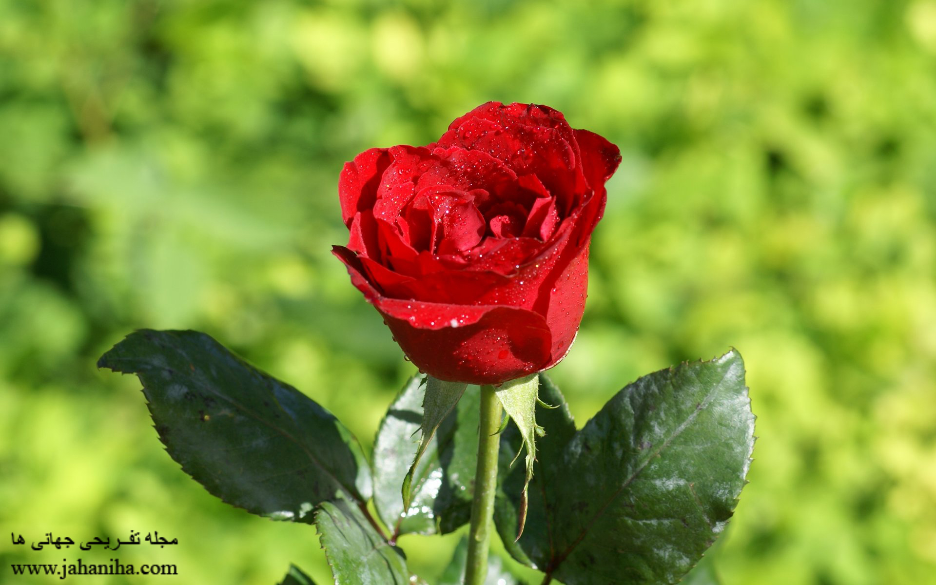 عکس های گل رز قرمز