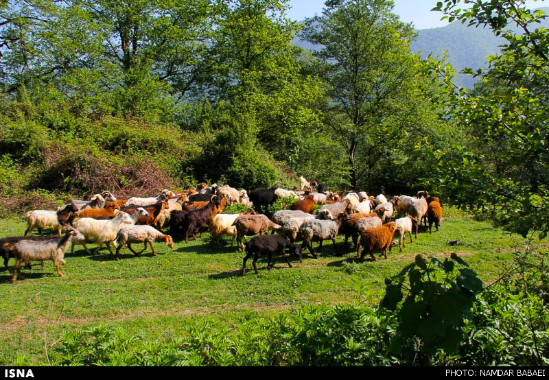 گوسفندان در مسیر کوچ - امام زاده عبدالله آمل