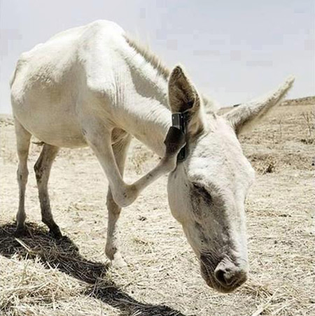 ,عکس های خنده دار حیوانات, عکس و کاریکاتور, عکس حیوانات بامزه,کاریکاتور و تصاویر طنز