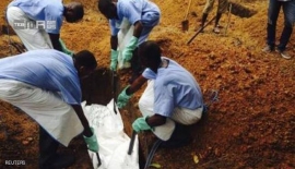 یک درخت عامل گسترش بیماری ابولا!