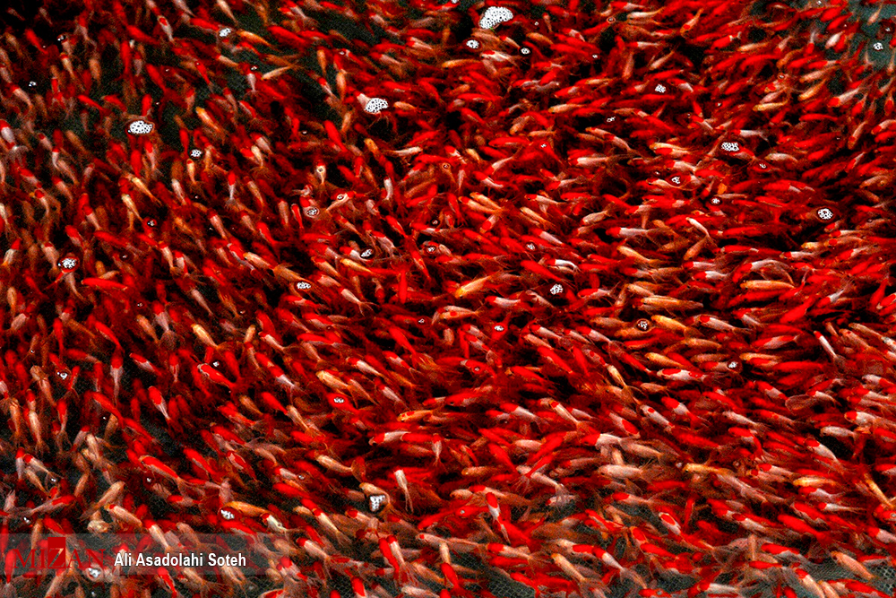 پرورش ماهی قرمز - گیلان