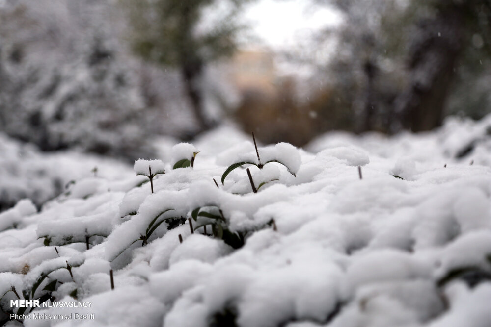 تصاویر بارش برف پائیزی در اردبیل