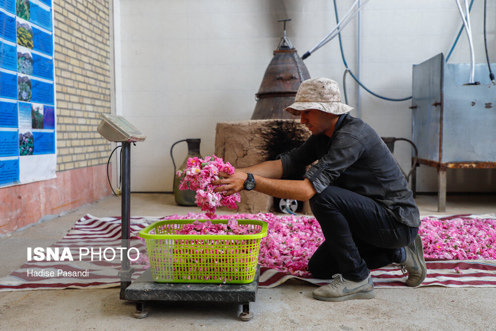 تصاویر برداشت گل محمدی در روستای وامنان گلستان