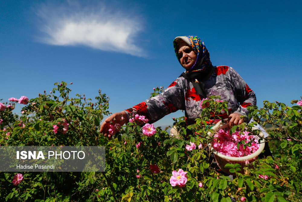 تصاویر برداشت گل محمدی در روستای وامنان گلستان
