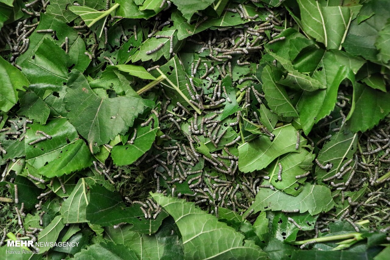 پرورش کرم ابریشم - نوغان Silkworm breeding