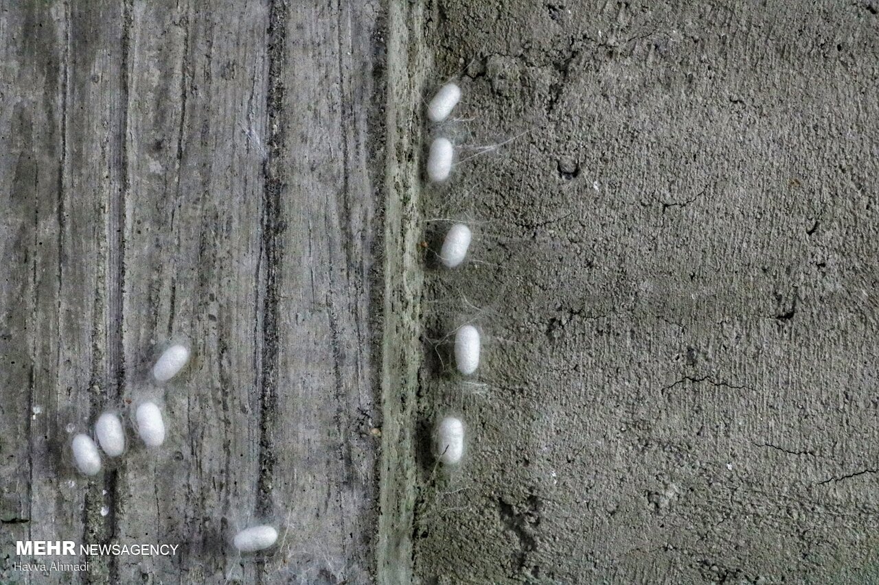 کرم ابریشم - نوغان Silkworm breeding