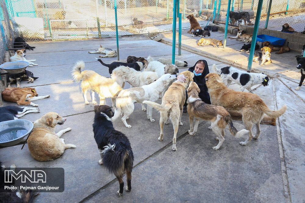 تصاویر مرکز ساماندهی سگ‌های بی سرپرست در اصفهان