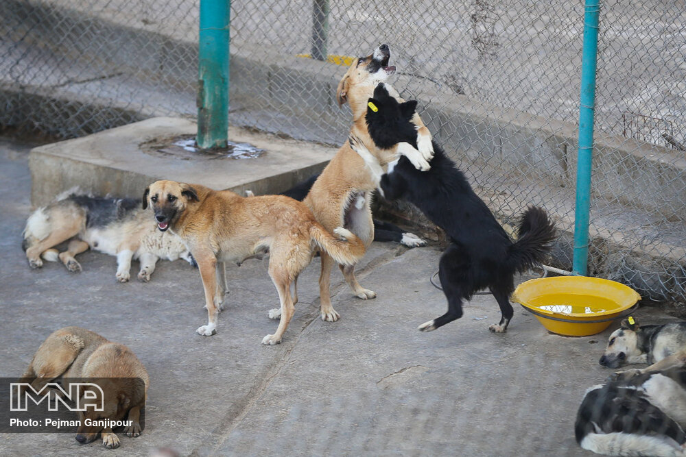 تصاویر مرکز ساماندهی سگ‌های بی سرپرست در اصفهان