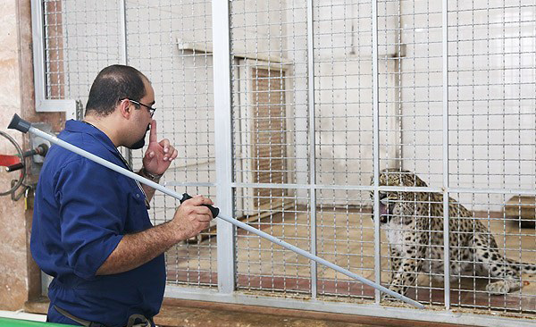 پلنگ باغ وحش تهران پلنگ باغ وحش تهران