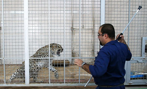 پلنگ باغ وحش تهران پلنگ باغ وحش تهران