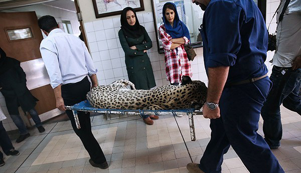 پلنگ باغ وحش تهران پلنگ باغ وحش تهران