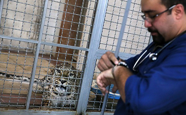 پلنگ باغ وحش تهران پلنگ باغ وحش تهران