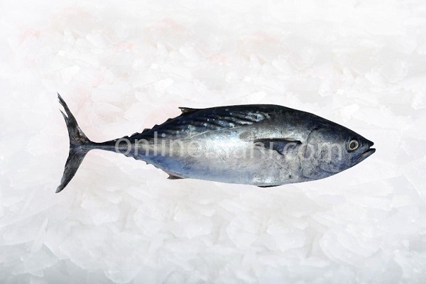 تن tuna fish