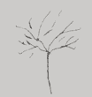 فال درخت