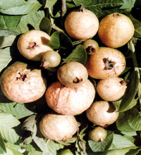 میوههای درمانگر گـواوا