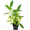 قیمت گیاه آکوبا (شمشاد ژاپنی) – Crotonifolia Aucuba japonica