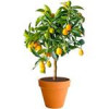 قیمت نهال کامکوات – Citrus japonica