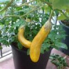 قیمت بذر بادمجان قلمی زرد - Yellow eggplant