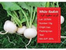 قیمت بذر ترب سفید گرد -white radish