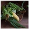 قیمت بذر ذرت علوفه ای (بلال) -corn