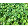 قیمت بذر چمن دایکوندرا (شبدر زینتی)