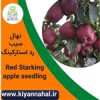قیمت نهال سیب رد استارکینگ کد k800