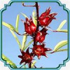 قیمت بذر گیاه چای ترش - Roselle seed