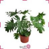 قیمت گیاه فیلودندرون کنگره ای کد 32/25