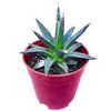 قیمت آگاو ویکتوریا – Agave Victoriae-reginae