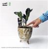 قیمت زامیفولیا بلک – طرح رویال 2