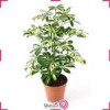 قیمت گلدان شفلرا کد 5292