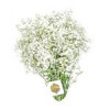 قیمت دسته گل ژیپسوفیلا سفید هیمان کد 1069