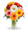 قیمت دسته گل ژربرا رنگین کمان (کانادا) کد 4161