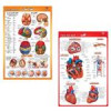 قیمت پوستر آموزشی مدل قلب و مغز انسان مجموعه 2...