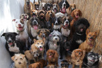 ۱۳ تا از بهترین و گران ترین سگ های دنیا