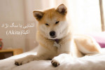 معرفی کامل سگ نژاد آکیتا (Akita)