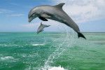 مرگ گروهی ۲۰۰ دلفین در سواحل غربی آفریقا