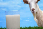 آیا شیر بز حاوی لاکتوز و حساسیت زا است ؟