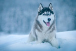 معرفی کامل سگ نژاد هاسکی سیبرین (Siberian Husky)