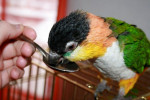 علائم | پیشگیری و درمان کمبود ویتامین آ (A) در پرندگان
