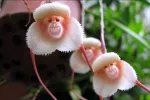 گیاهی عجیب که نقش حیوان خونگی رو داره / هندونه میخوره،سیگار میکشه و آدامس می جوه و ... !