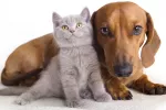 ویدیو / سگ و گربه هر کدوم چقدر به علائم حیات صاحبشون اهمیت میدن ؟!